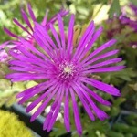 Delosperma cooperi - 8cm pot 